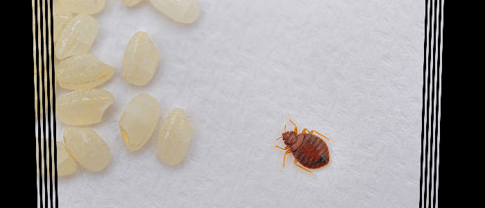 Commercial Bed Bug Control Services