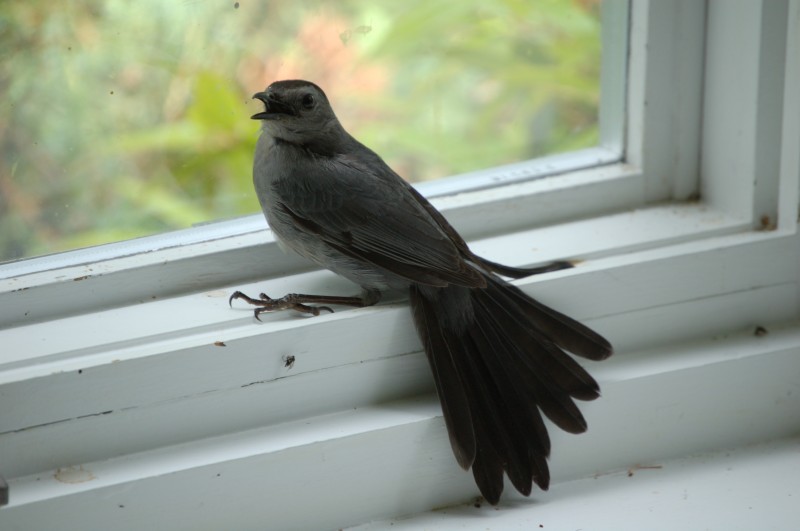 Birds From Entering Your Home